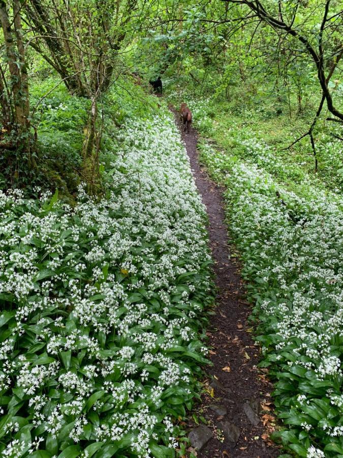Kabin In The Woods Llandybie Dış mekan fotoğraf