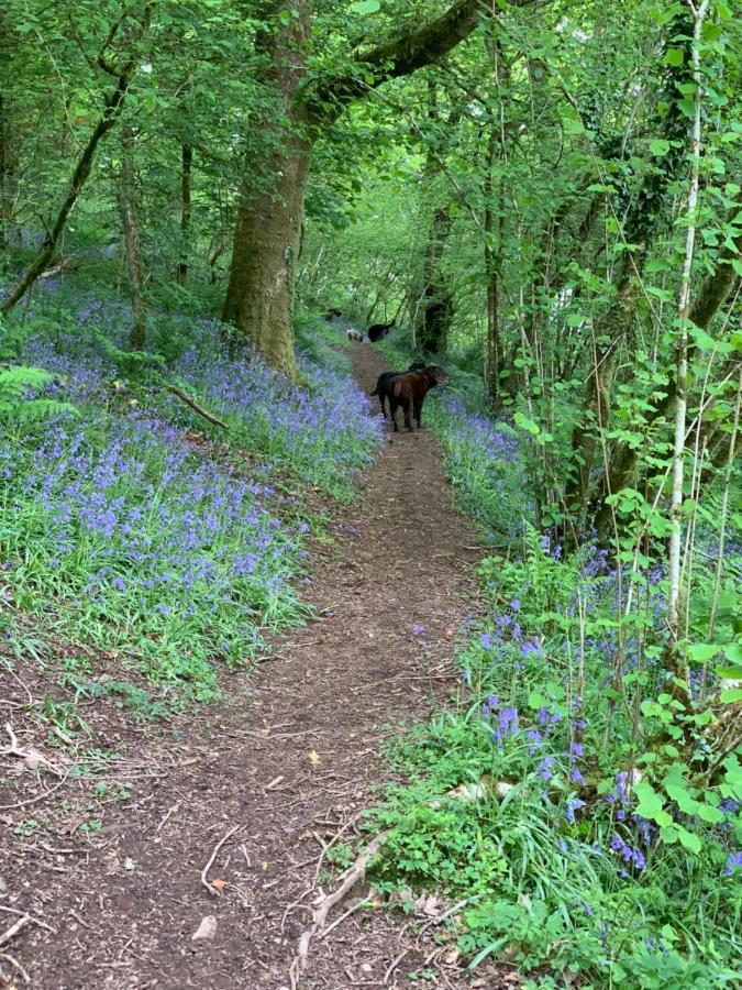 Kabin In The Woods Llandybie Dış mekan fotoğraf