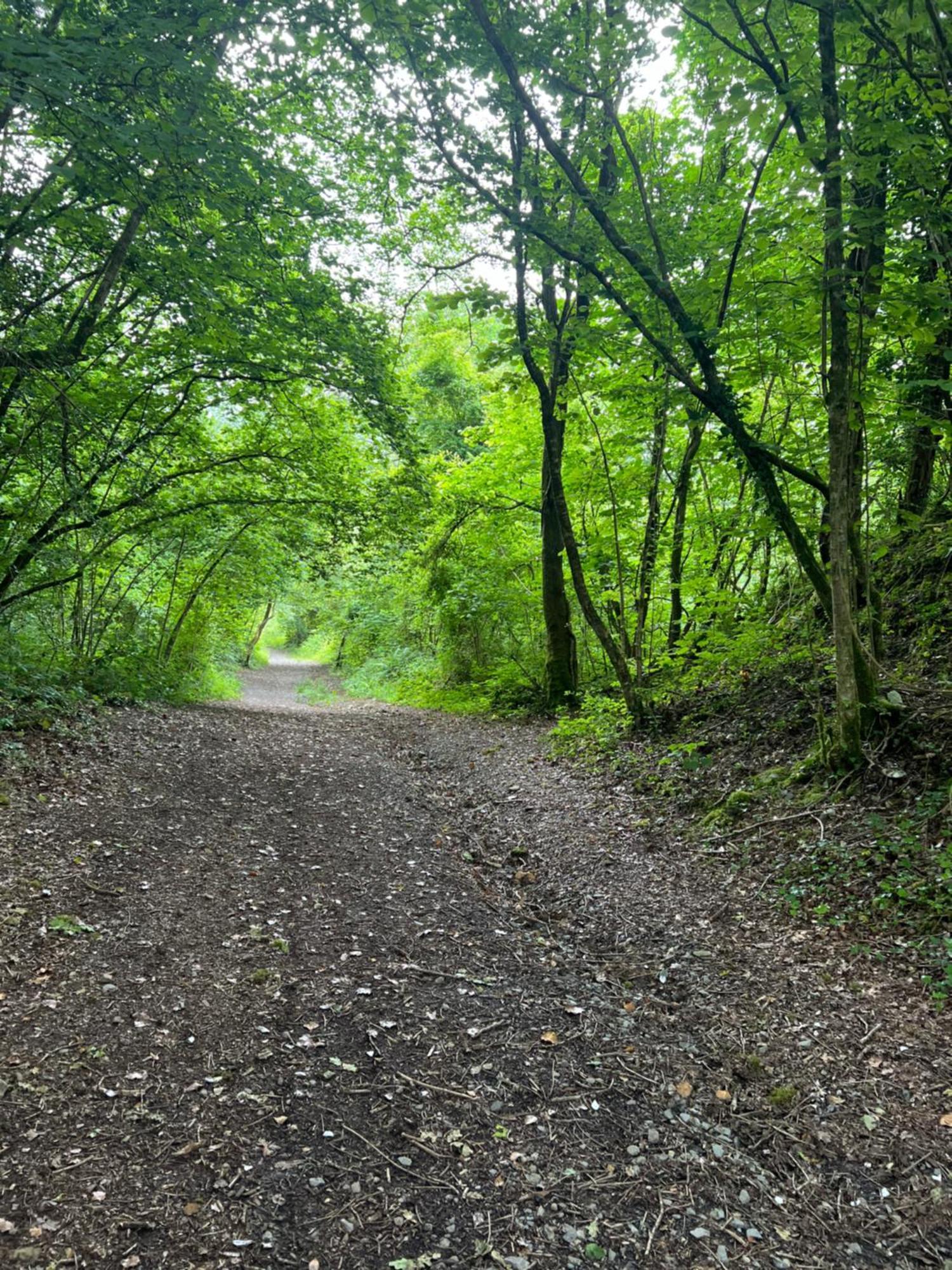 Kabin In The Woods Llandybie Dış mekan fotoğraf